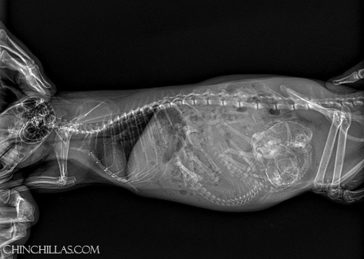 Feature Image for Chinchilla Dystocia and Cesarean - A Case Study